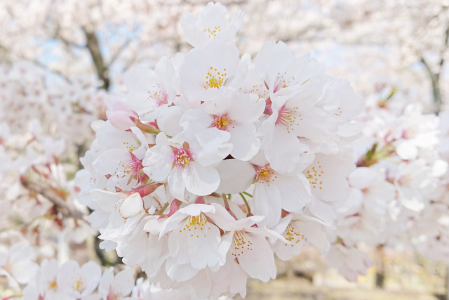 松本西側の桜満開