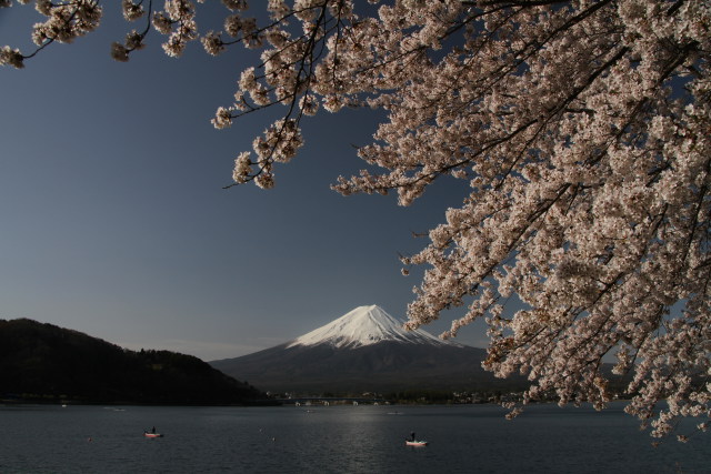 桜&富士山