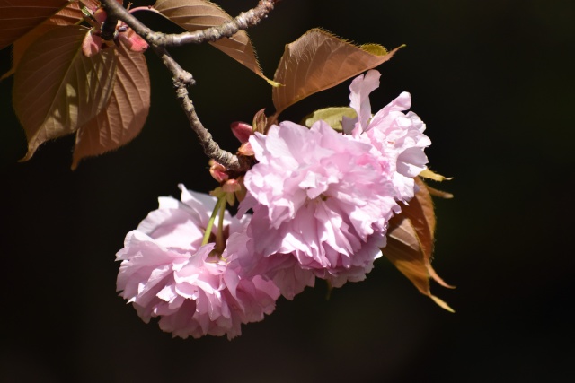 桜餅食べたい。