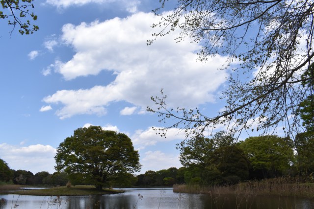 昭和記念公園、水鳥の池