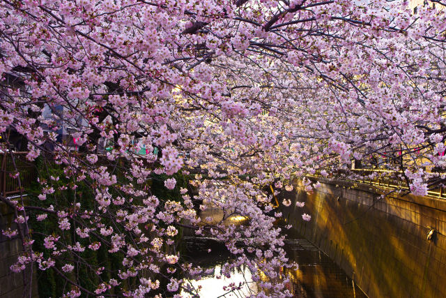 目黒川の桜