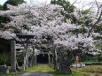 八幡神社の桜