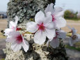 八幡神社の桜