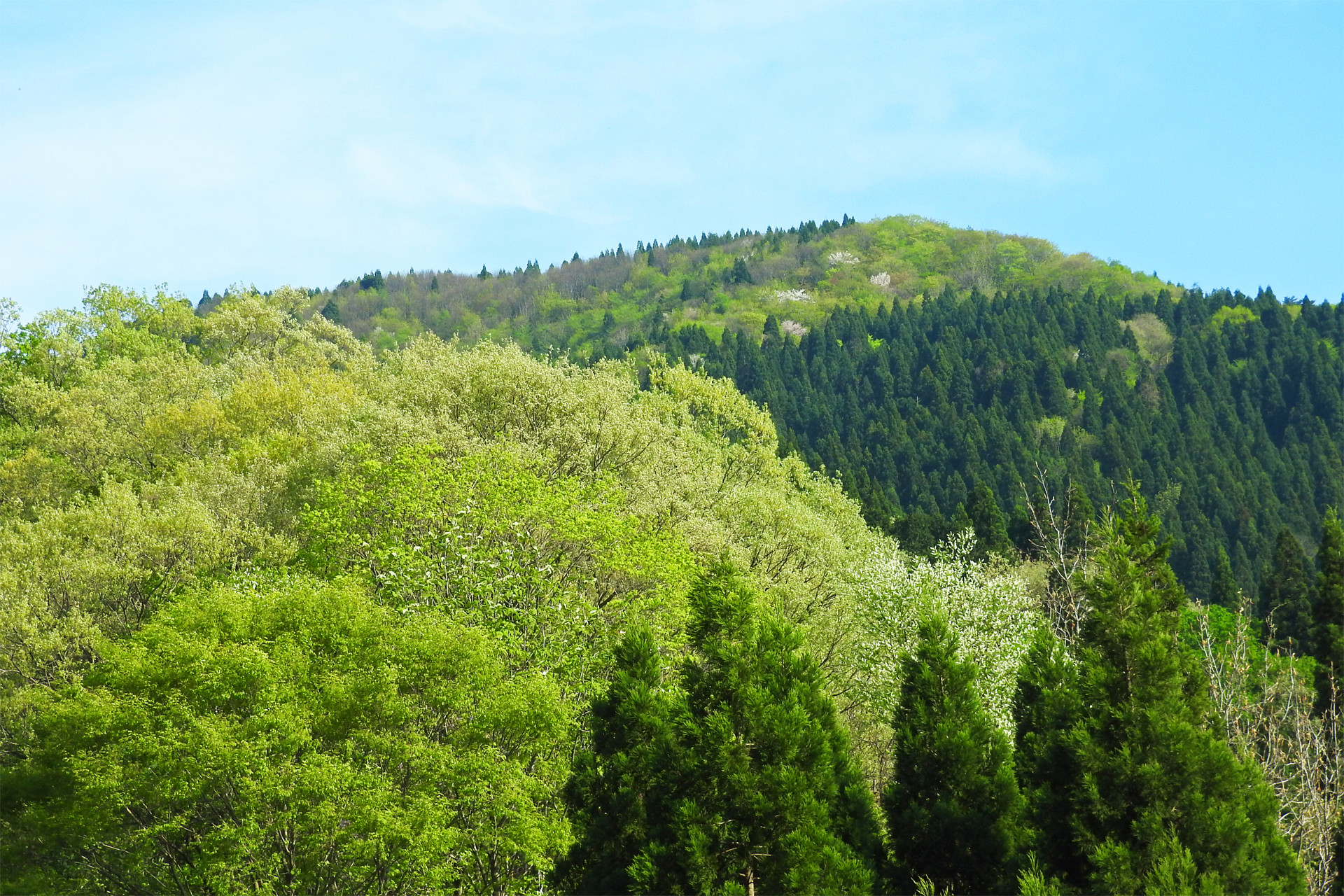 日本の風景 山も早新緑に 壁紙19x1280 壁紙館