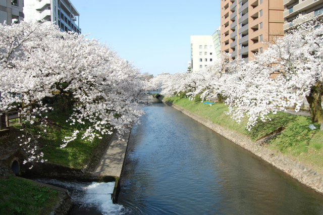 桜の季節(都会のオアシス) 2018