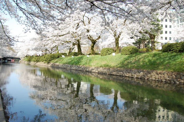 桜の季節(陽光)2018