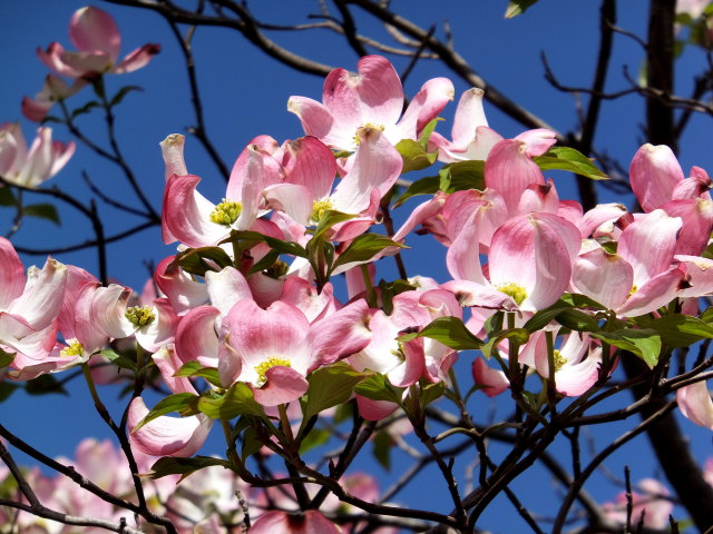 輝くハナミズキの花