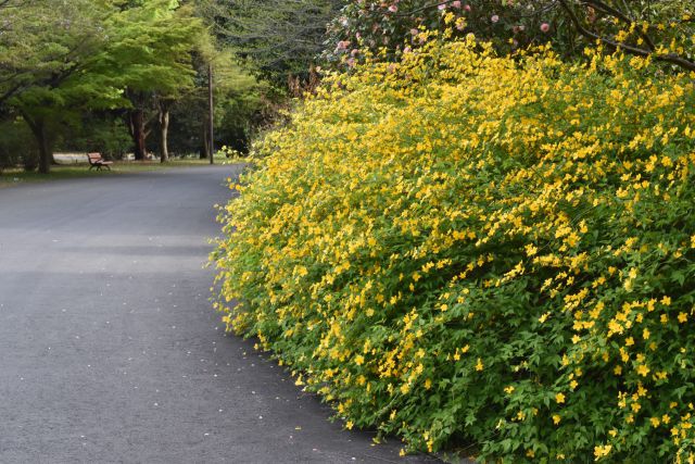 ヤマブキが咲く道