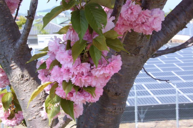 牡丹桜満開