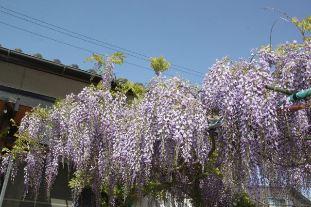 青い空藤の花