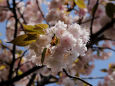 造幣局の桜・二度桜