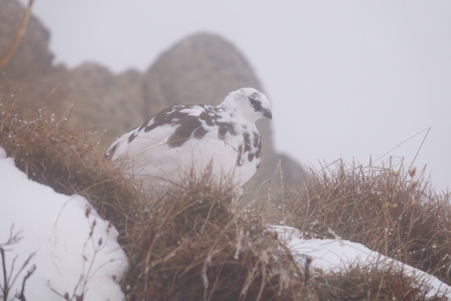 燕岳の雄雷鳥2