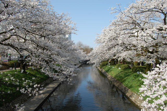 桜の季節(川面)2018