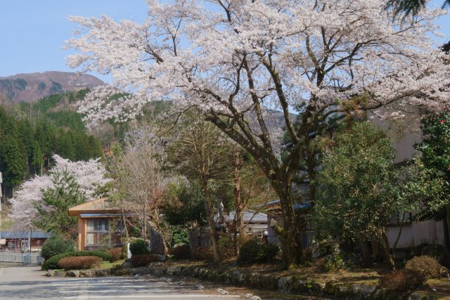 ちくちくぼんぼん前の桜