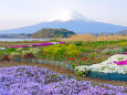 春の富士山