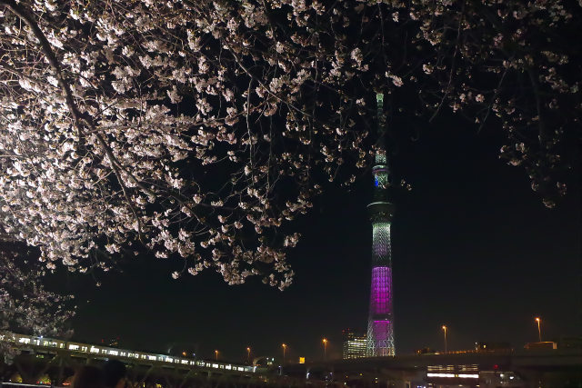 スカイツリーと桜