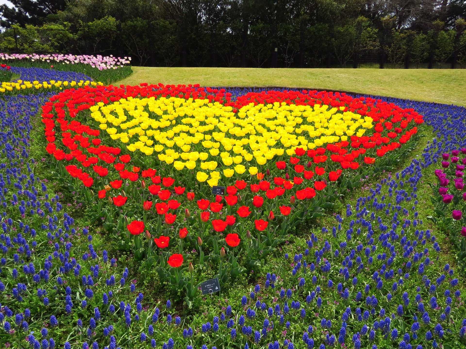 花 植物 でっかい ハート 壁紙19x1440 壁紙館