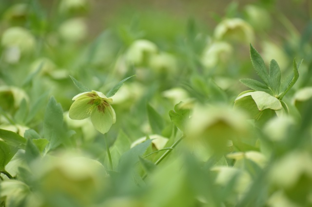 花 植物 うすみどり色壁紙 壁紙館