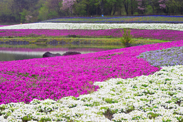 芝桜