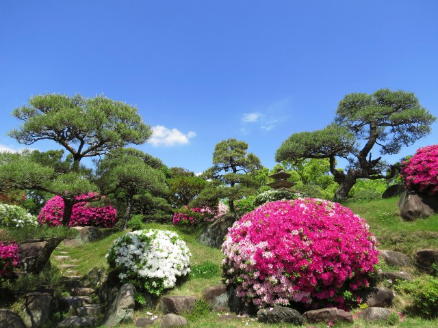 ツツジ咲く神戸相楽園