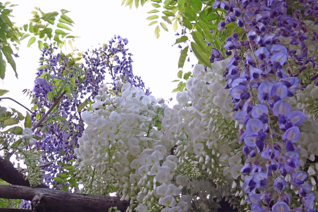 散歩道の花 1804-17-2