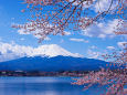 富士山と桜