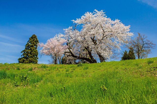 上越市中郷の桜