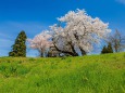 上越市中郷の桜