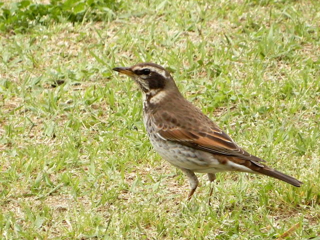 日比谷公園のツグミ