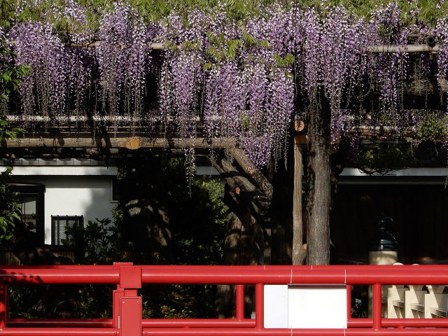 亀戸天神藤祭り