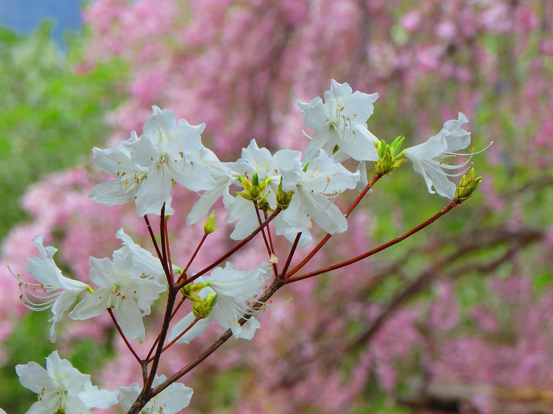 花 植物 白花玄海ツツジ 壁紙19x1440 壁紙館