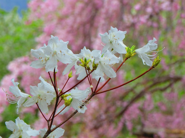 白花玄海ツツジ