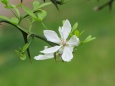 枳殻(カラタチ)の花