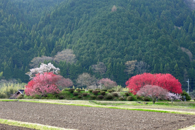 田舎道の桜と桃2