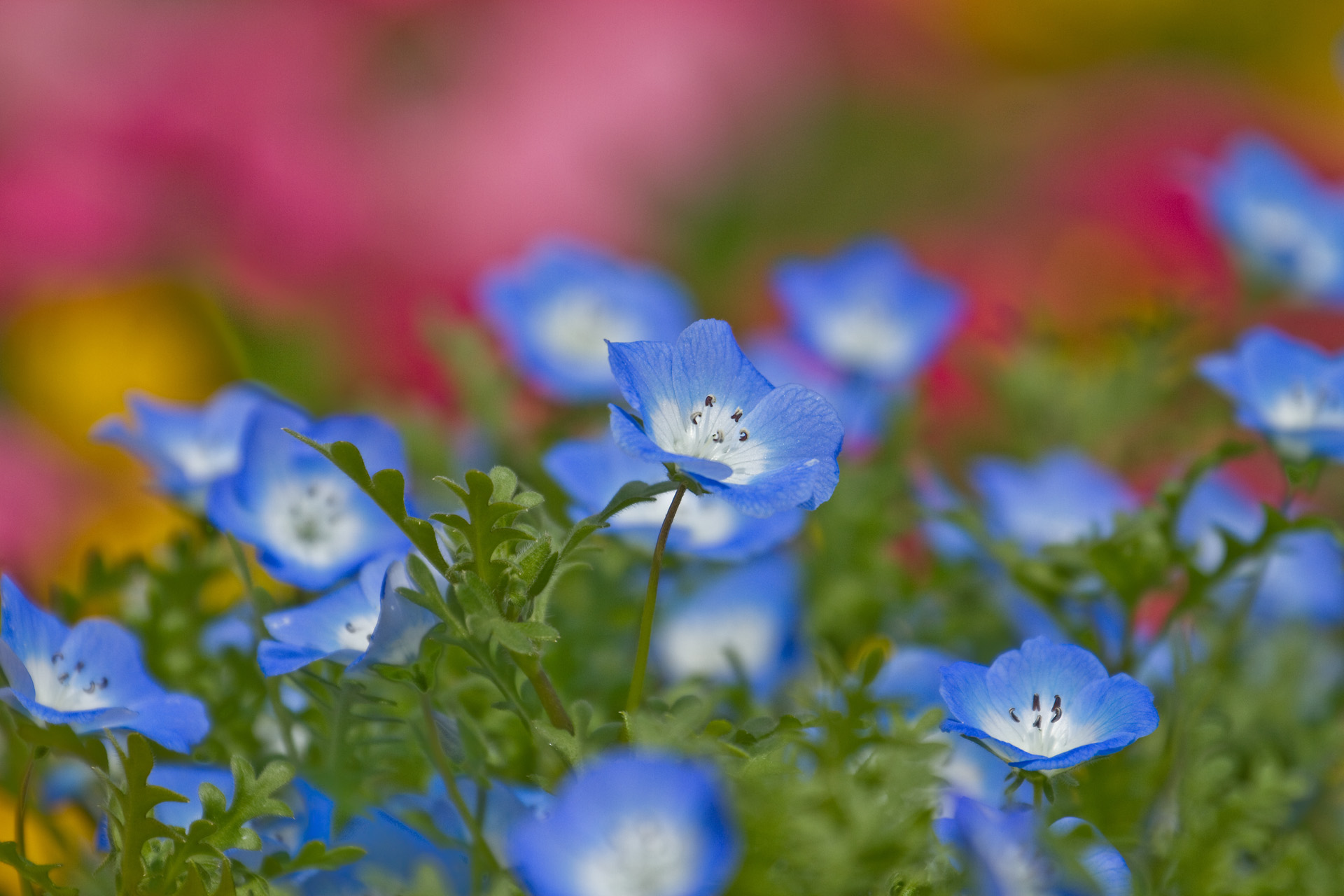 花 植物 ネモフィラ 壁紙19x1280 壁紙館