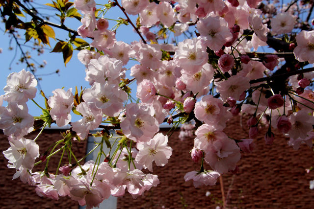 造幣局の桜・夕暮