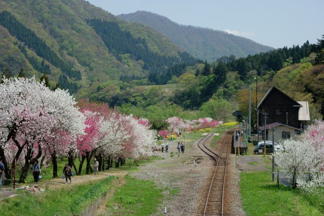 勝原園地の花桃と勝原駅