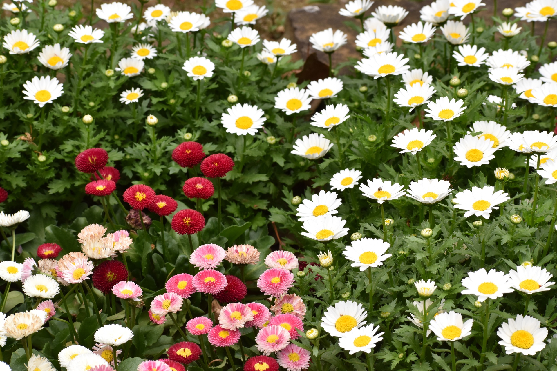 花 植物 ノースポールとデージー 壁紙19x1280 壁紙館