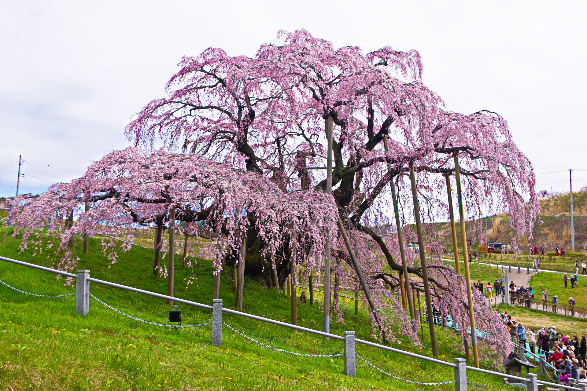 日本の風景 三春の滝桜 壁紙19x1280 壁紙館