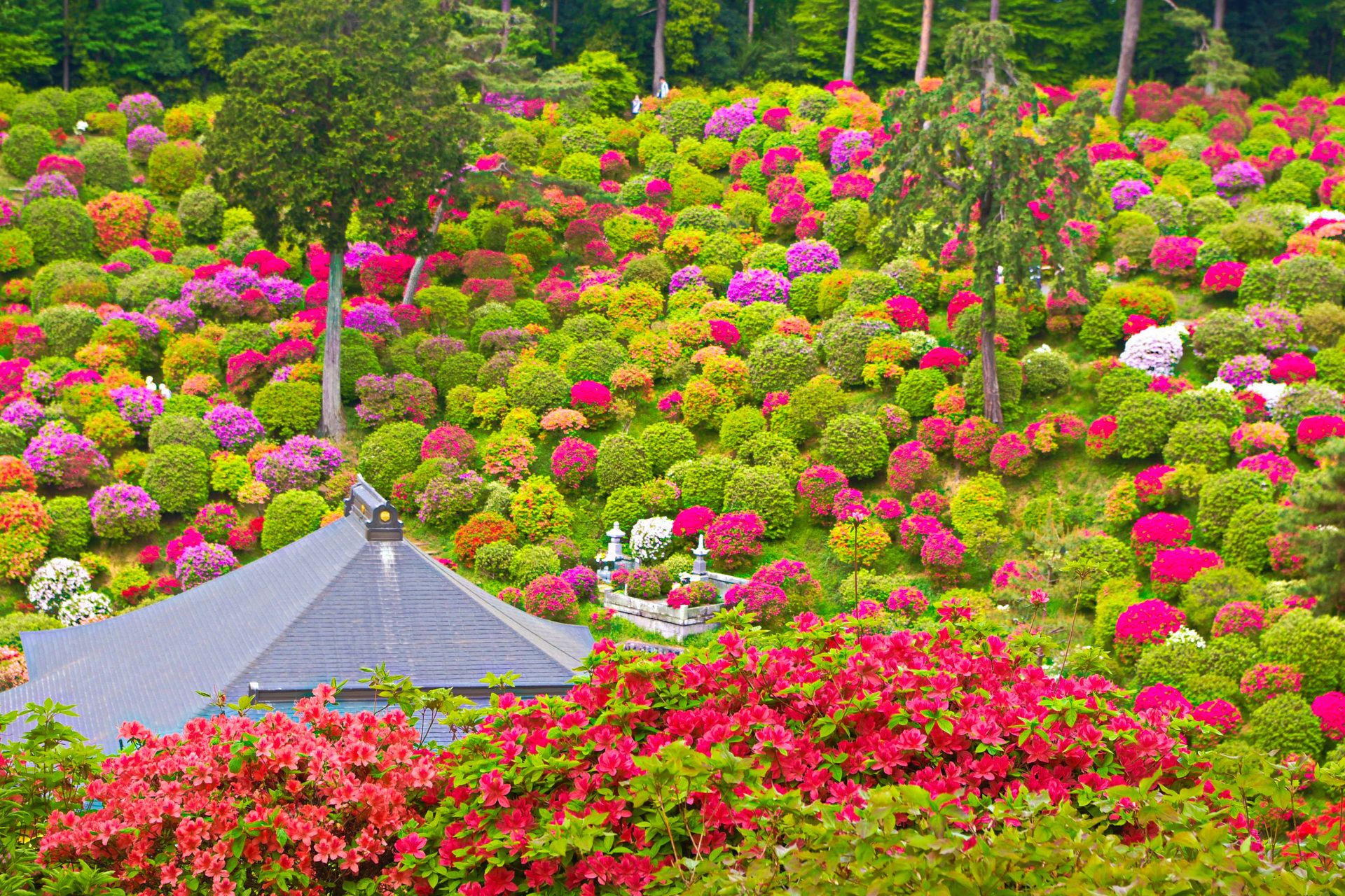 日本の風景 青梅 塩船観音寺のつつじ 壁紙19x1280 壁紙館