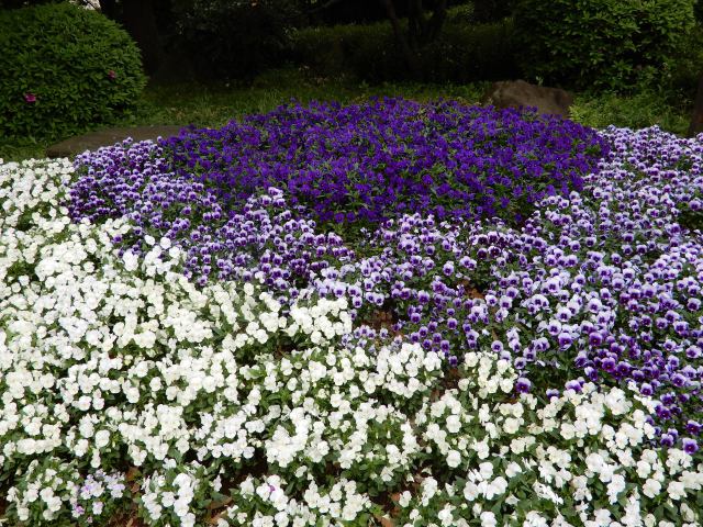 春の花壇