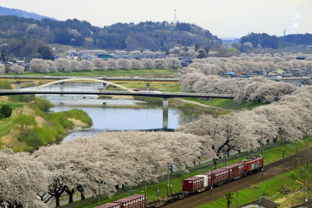 白石一目千本桜