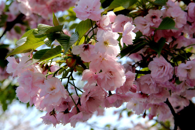 造幣局の桜・八重紅大島