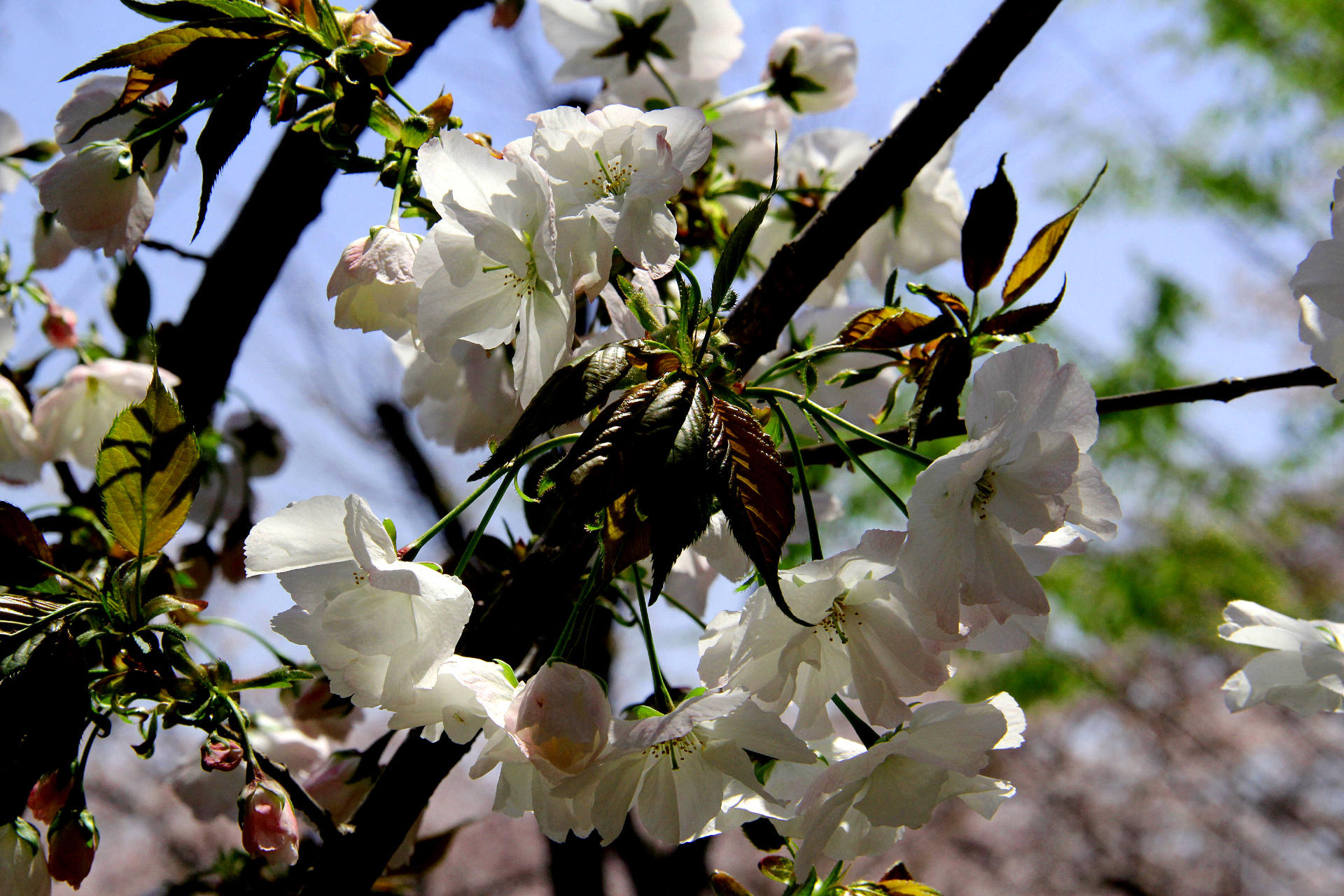 花 植物 造幣局の桜 永源寺 壁紙19x1280 壁紙館