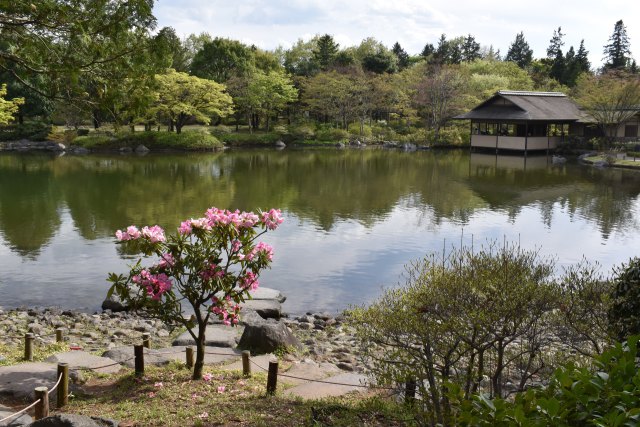 石楠花咲く日本庭園