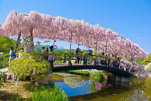 フラワーパークのうす紅橋