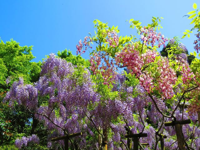 春日大社神苑の藤の花