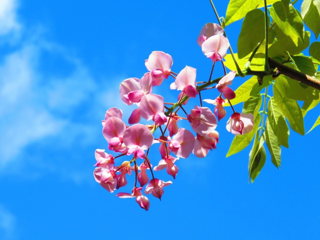 春日大社神苑の藤の花・昭和紅