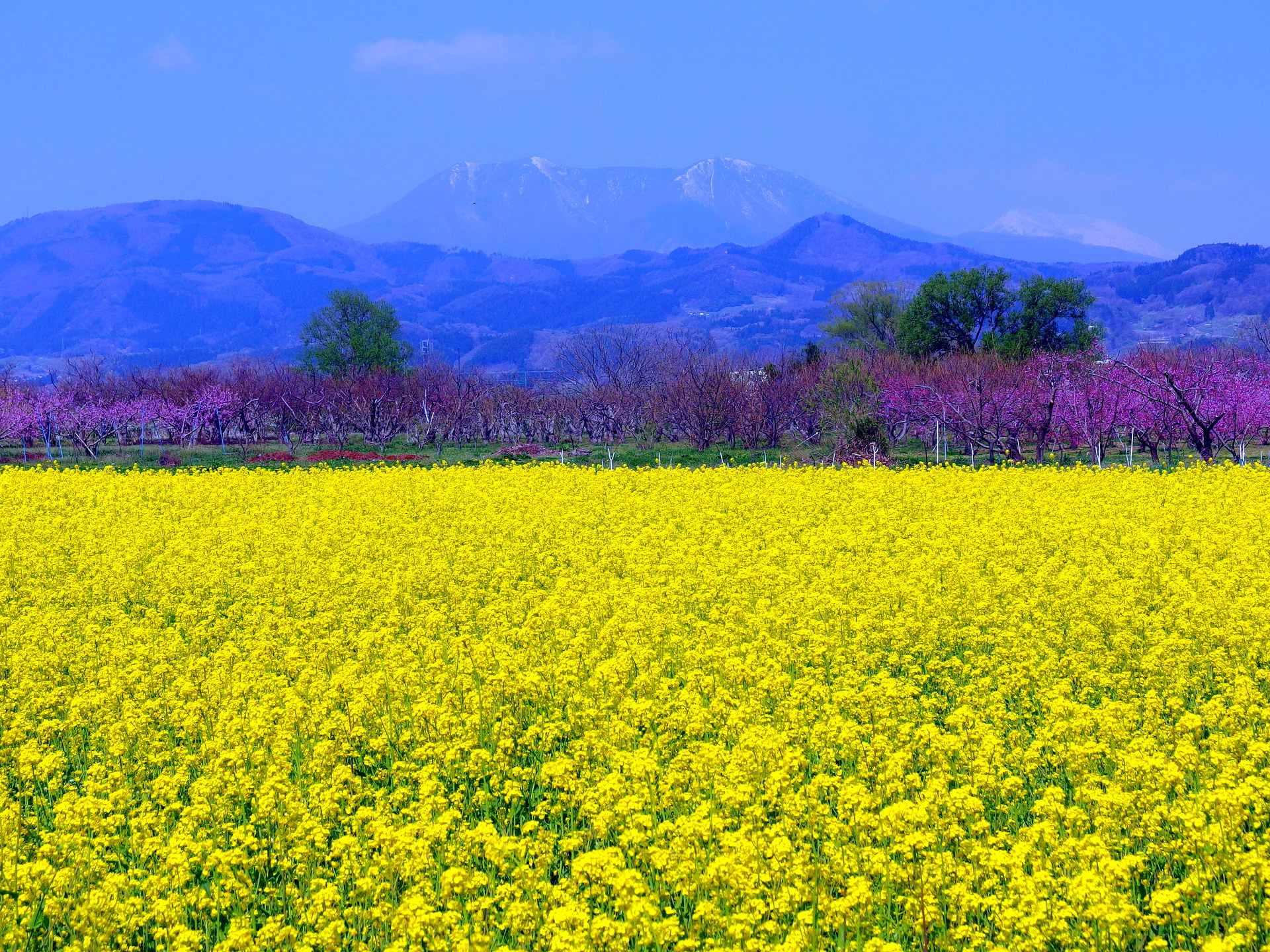 日本の風景 一面の菜の花と飯綱山 壁紙19x1440 壁紙館