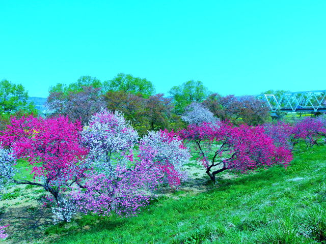 色取り取りの花桃